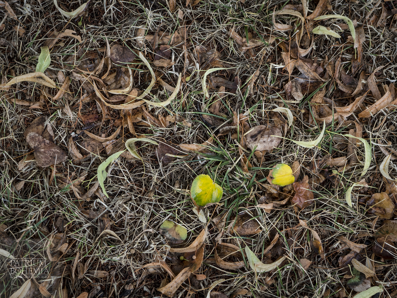 Lipové květy a různé listy v trávě na Karlově náměstí. Roudnice nad Labem.